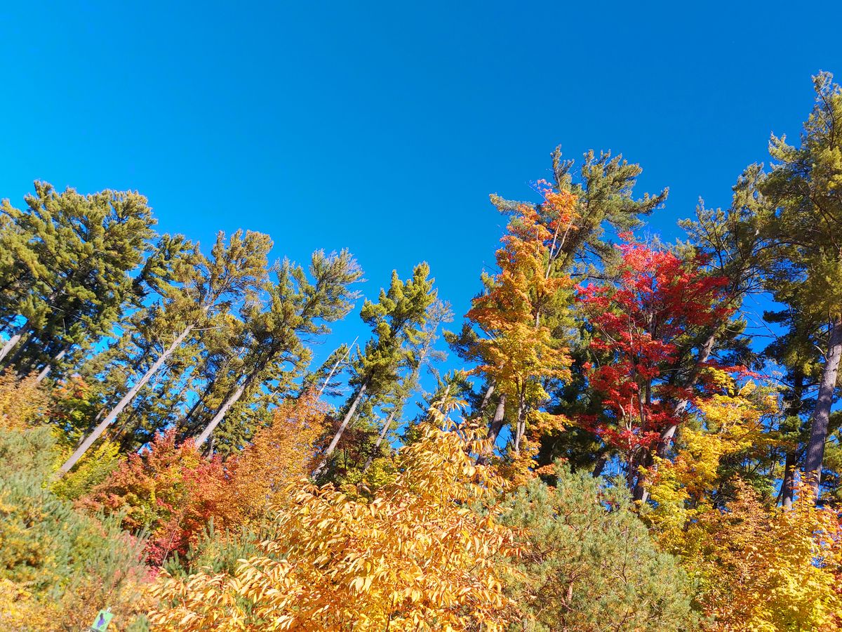 Upshot to basket 5. 🇨🇦 🍃 🍃 🌳 🍁 🍁