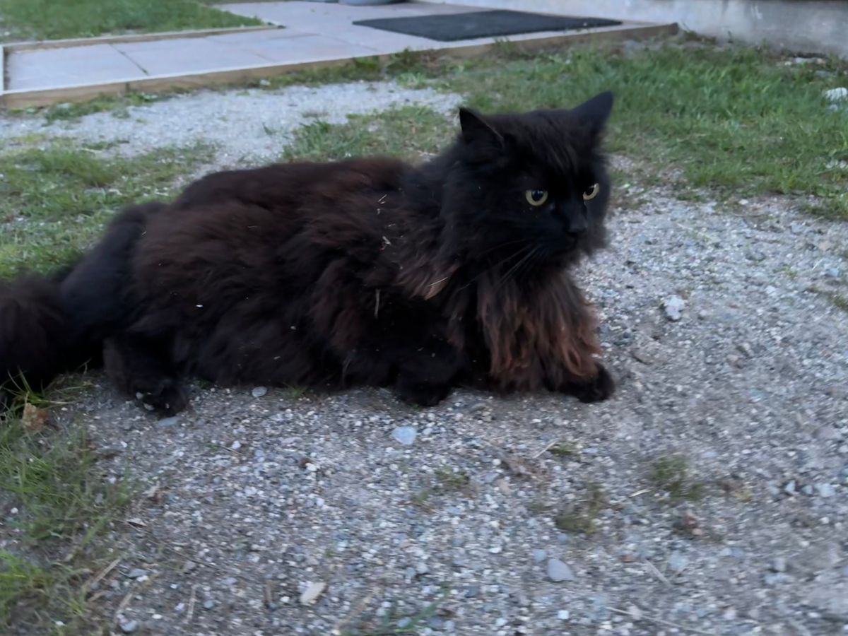 Another cat