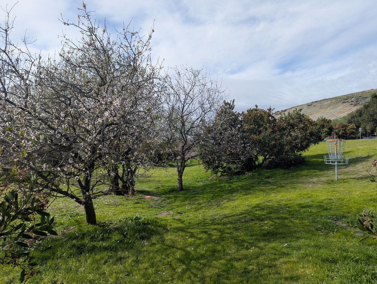 Cherry blossoms peeking at hole 7