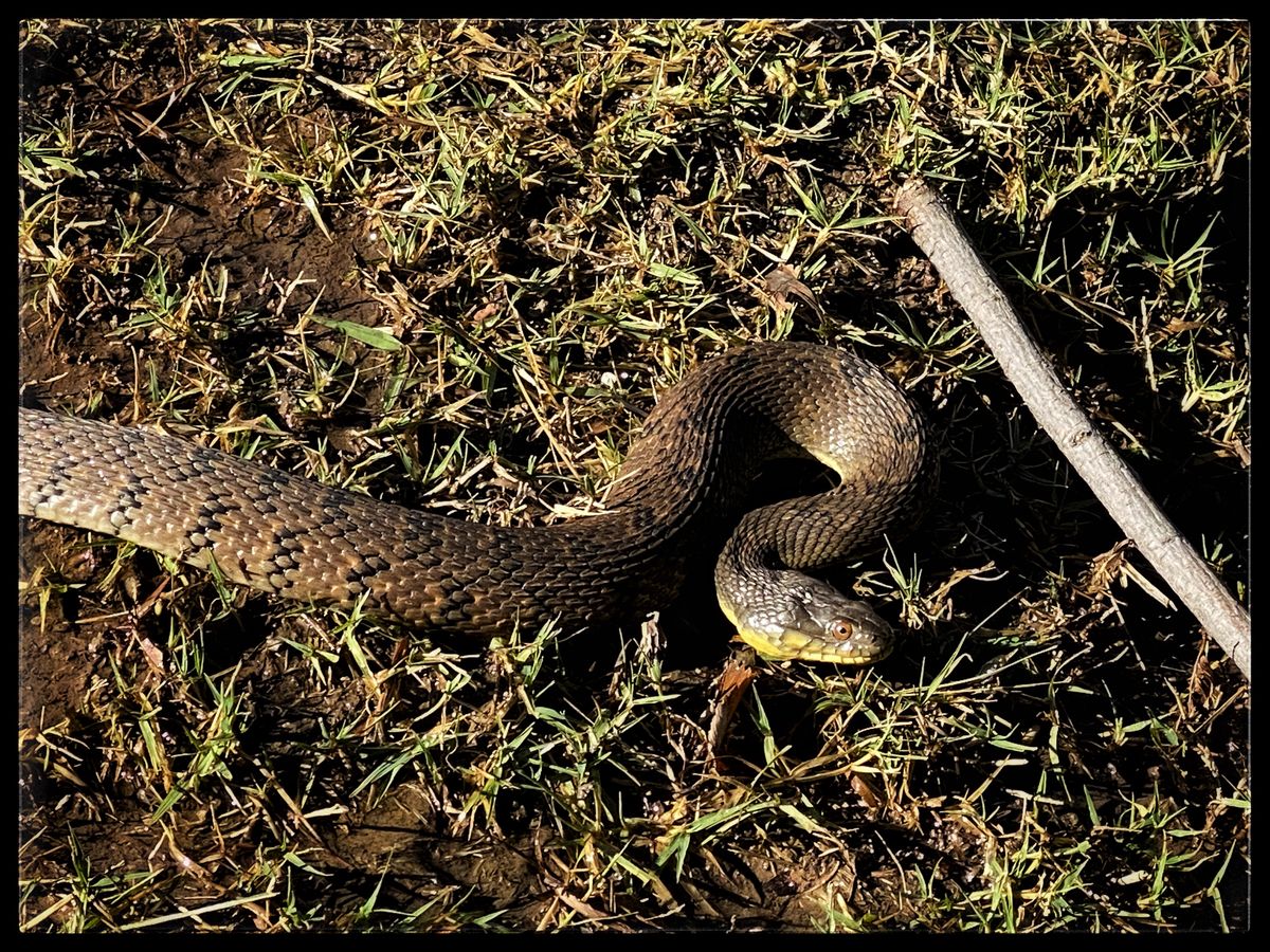 Always a good idea to watch out for local inhabitants.  
30-OCT-20