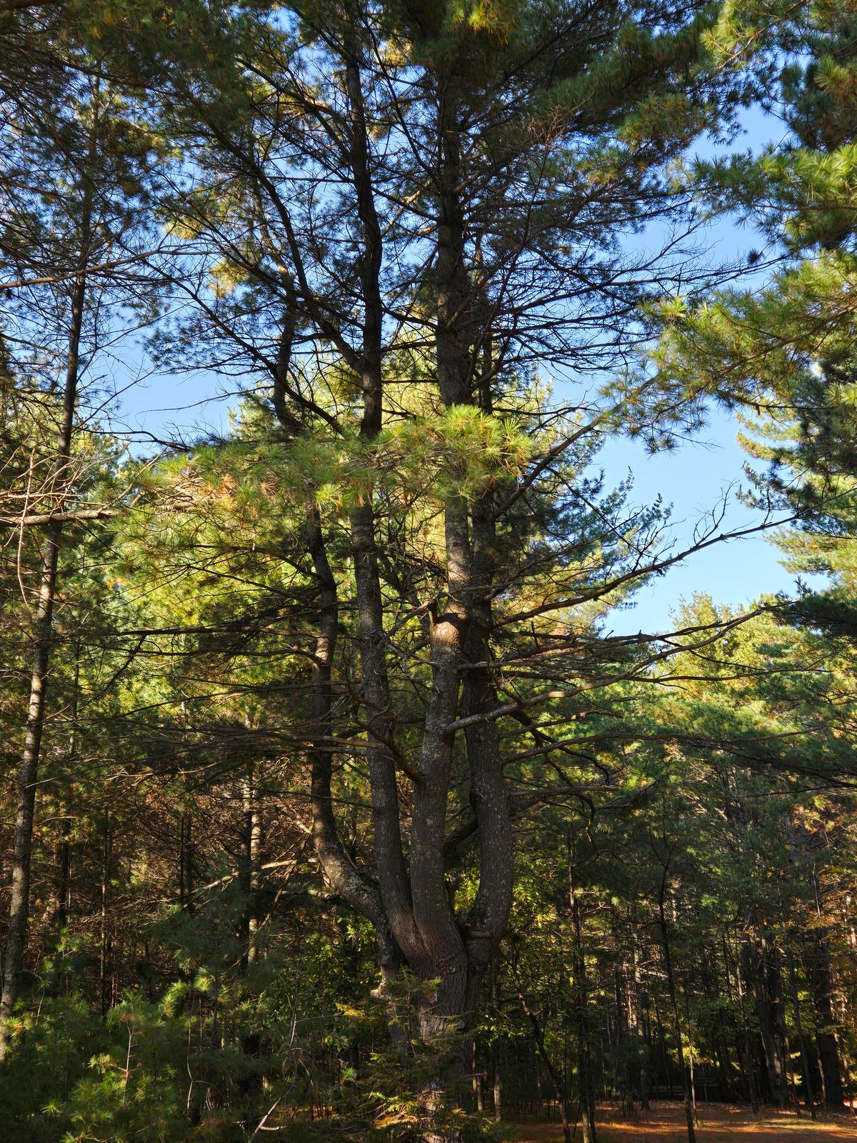 Crooked trees