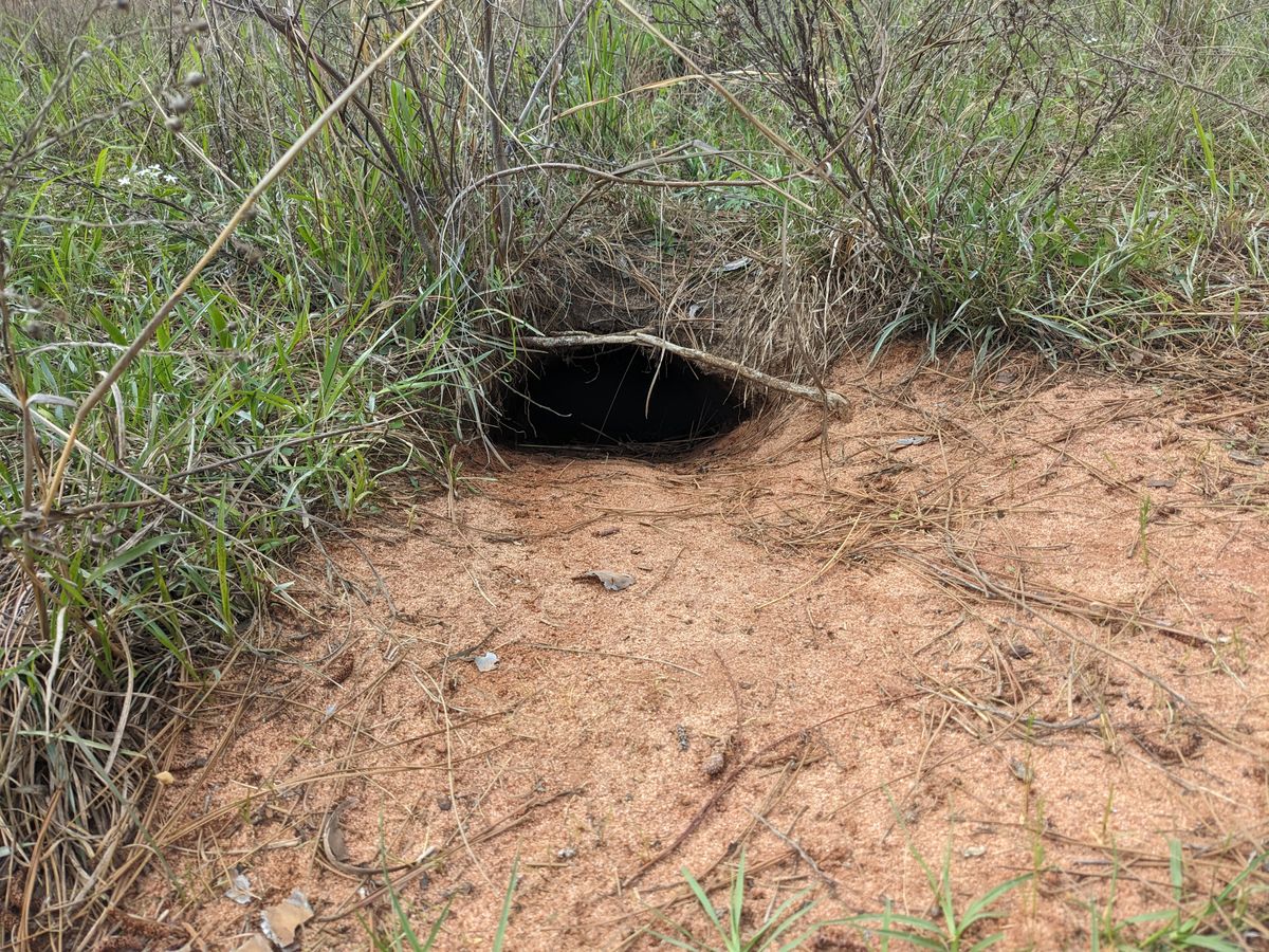 Gopher tortoise holes everywhere