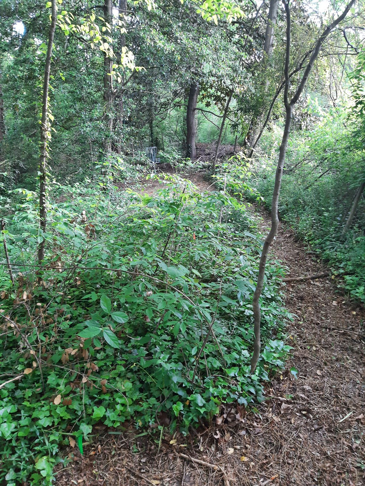 Hole 19 Red Tee