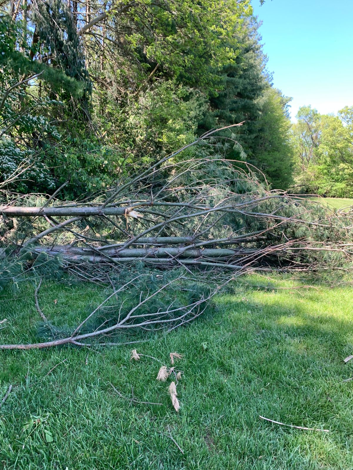Hole 8 tee pushed back about 30ft due to fallen tree