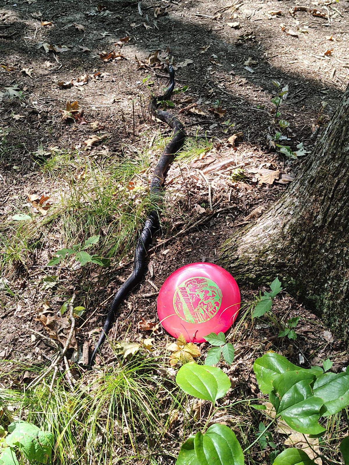 5 ft Rat snake! Big .
