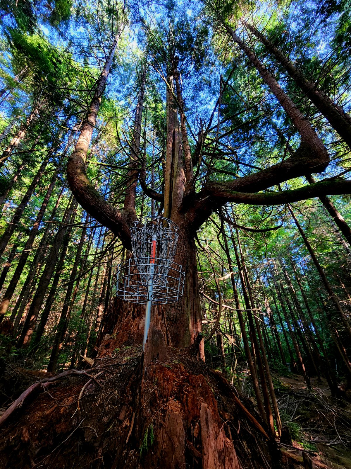 Side view of Elephant tree.