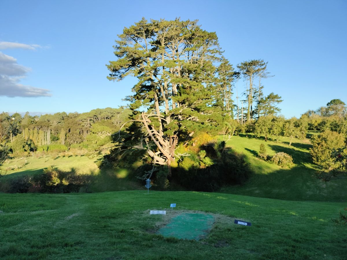 Mighty Pine trees from short hole3