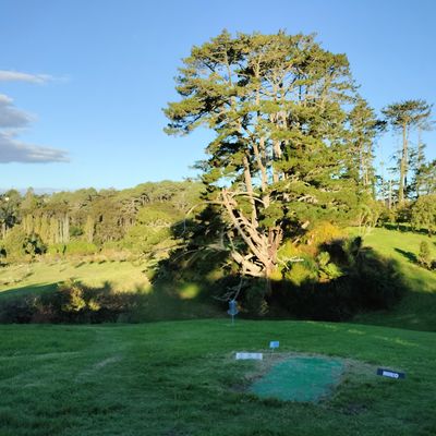 Mighty Pine trees from short hole3