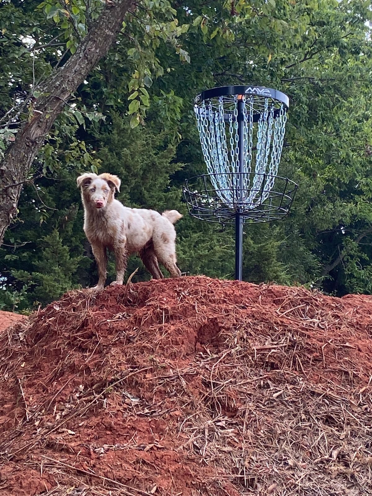 Hole 6 basket with a guest!