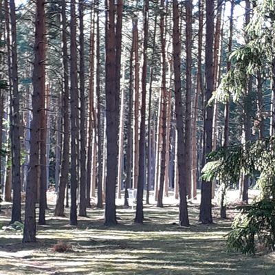Finns en liten skogsväg till vänster där man kan spela en högerhänt backhand unhyzer fram till hål.