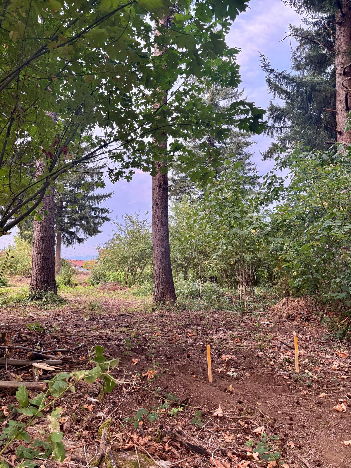 Hole 6 From Tee