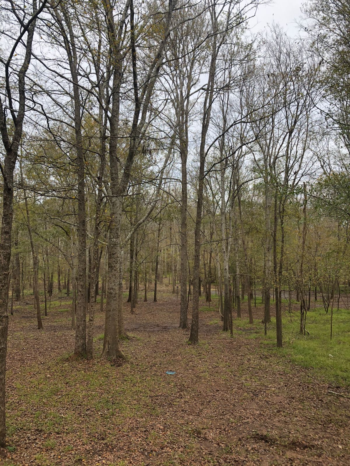 Fairway hole 1