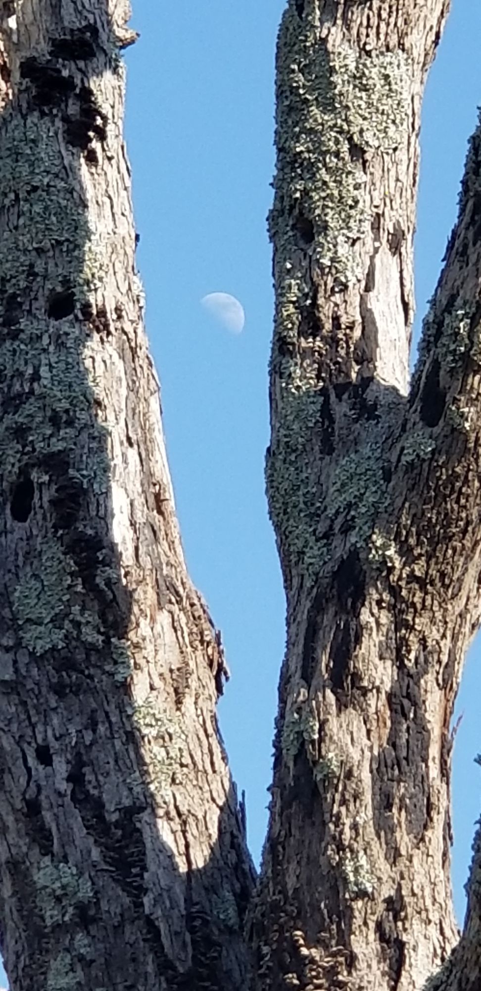 July 14 2024 moon light