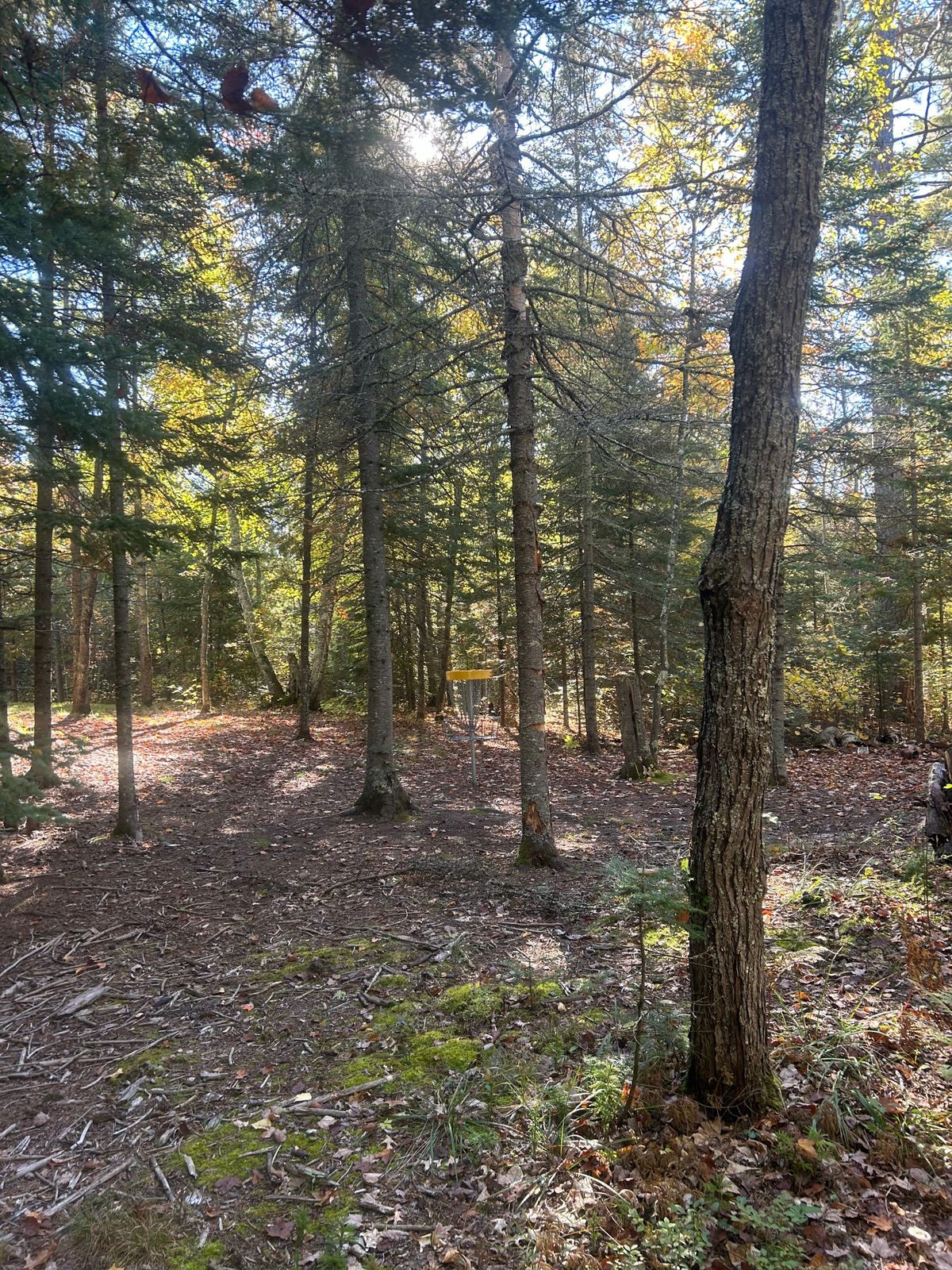Hole 12 basket area