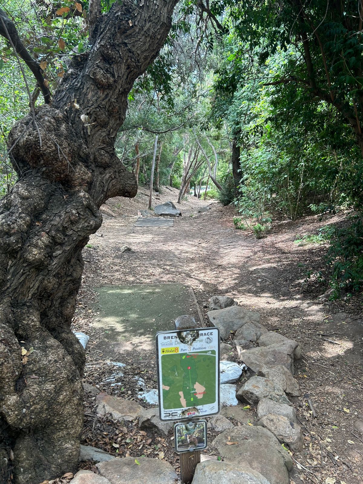 Tight Lines for the birdie