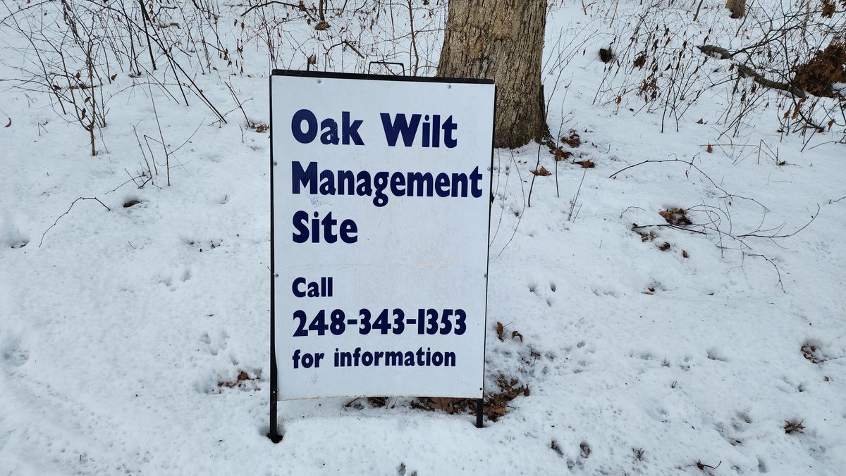 January 2025, and the cause for all the clear cutting