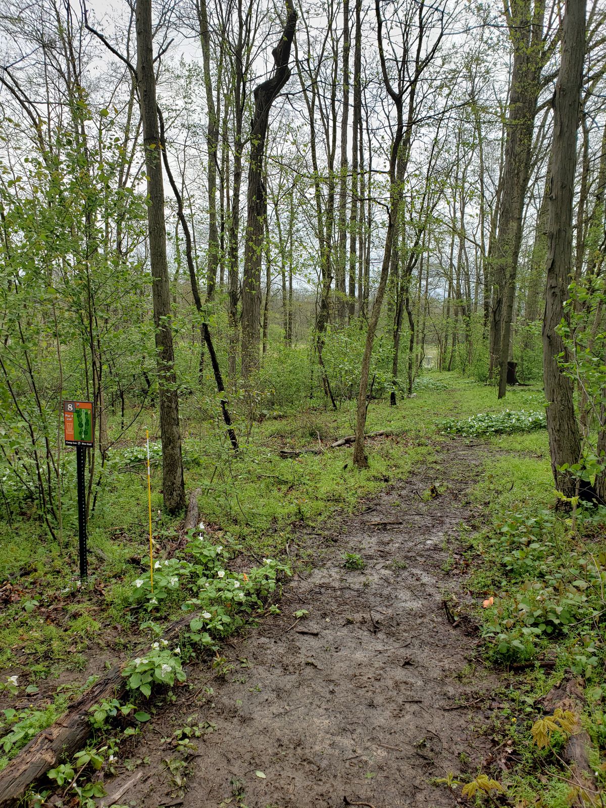 This short but tight corridor shot can be a great opportunity for a birdy or just as easily a bogey. 
 Enjoy looking at the beautiful trillium flowers in the spring.
