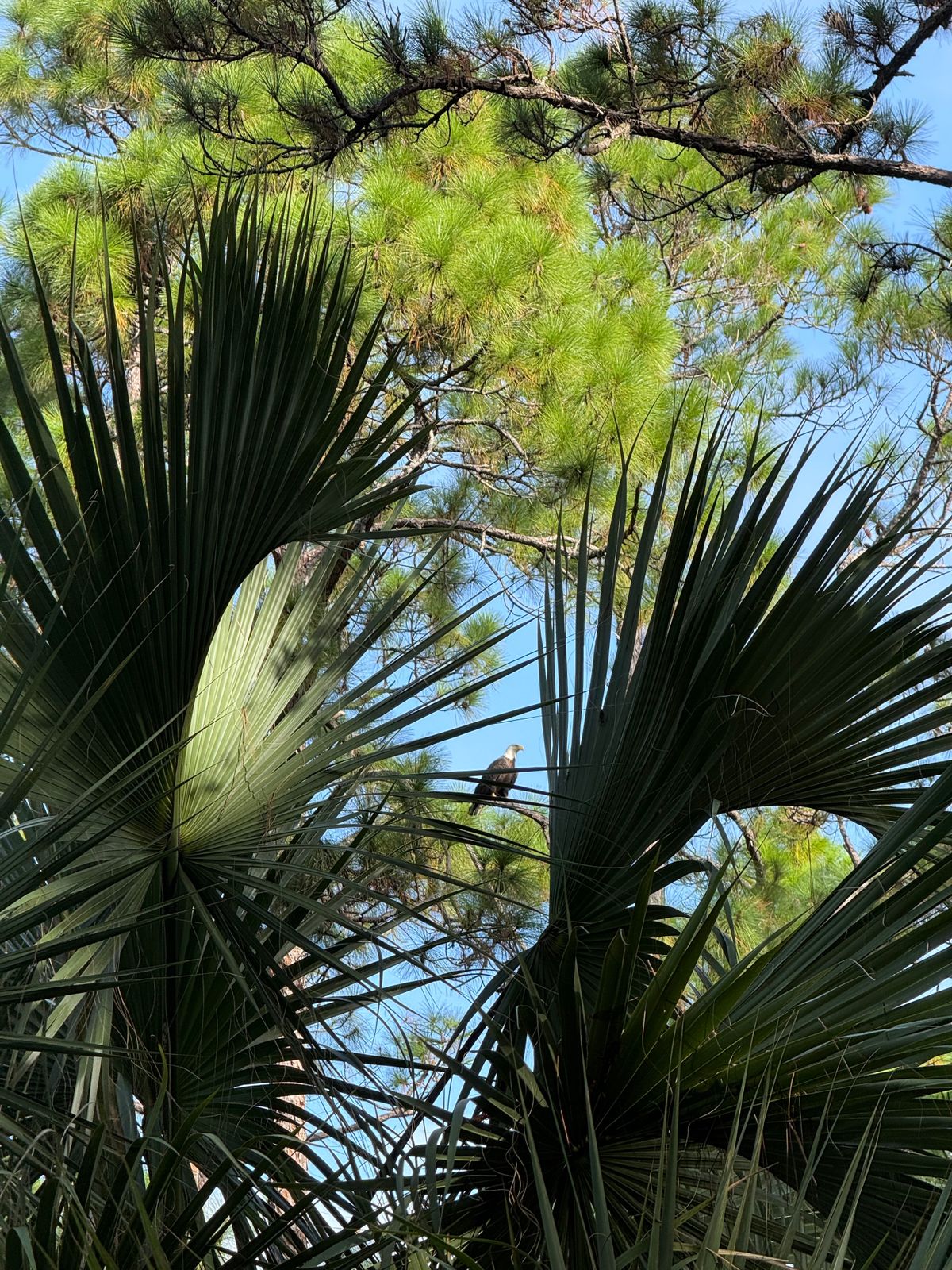 Bald eagle