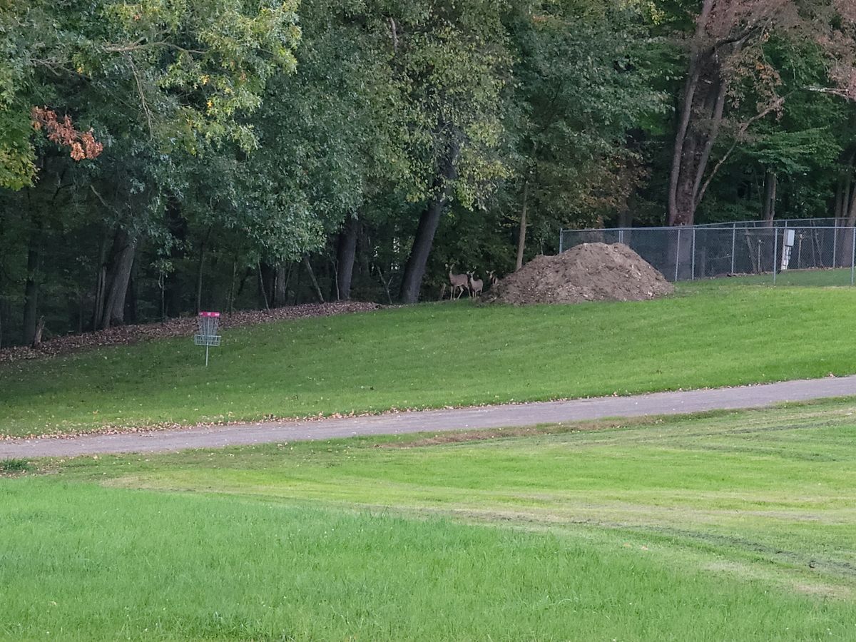 Hole 12 approaching basket