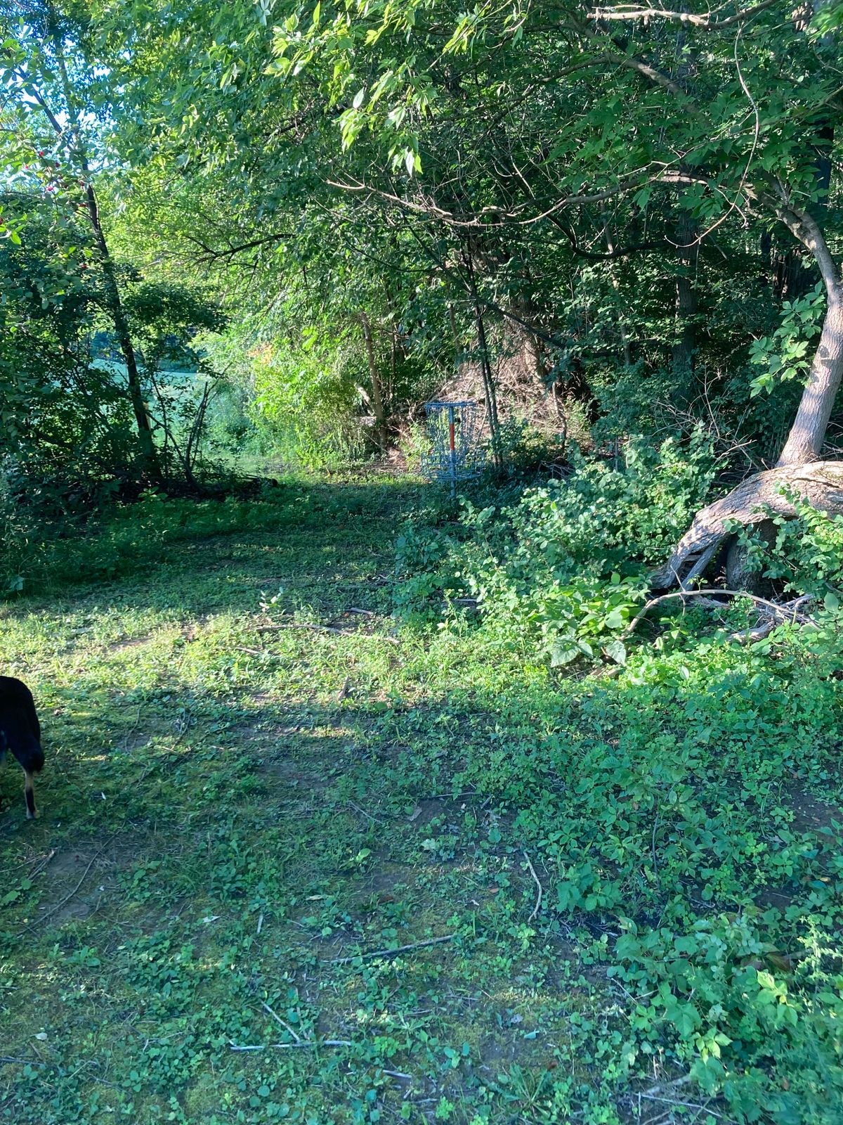 Hole 3 basket