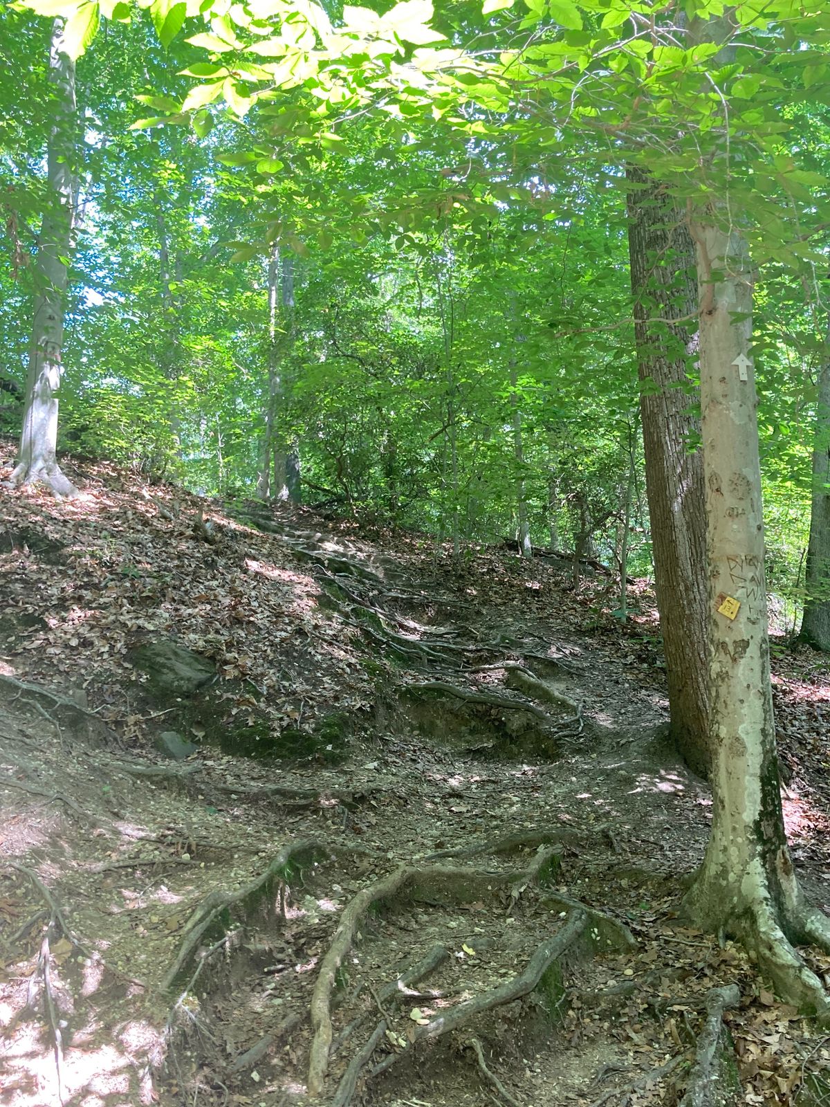 Path to 13th hole. Use the roots as steps!