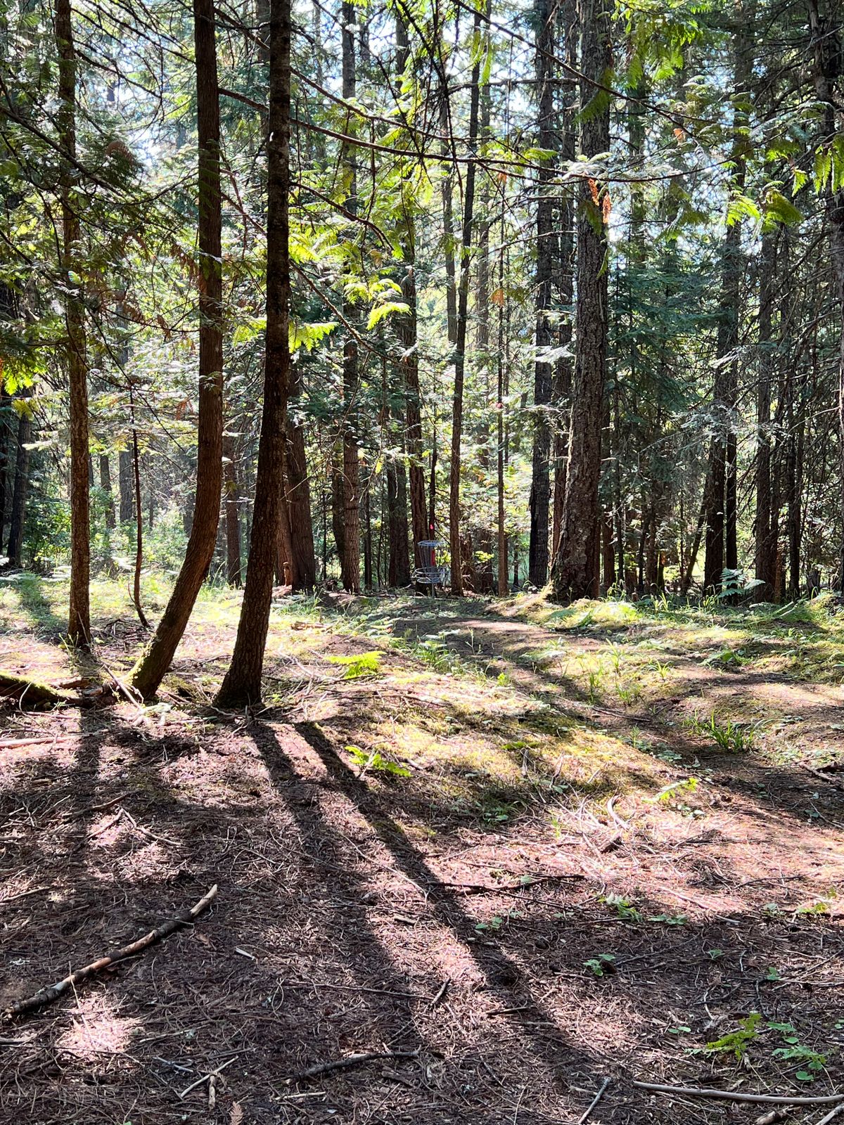 Hole 15 green