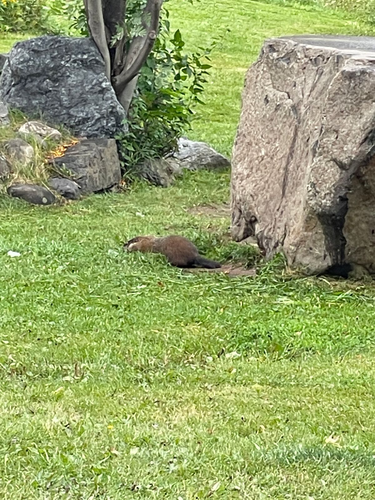 Enjoy the wildlife around the park