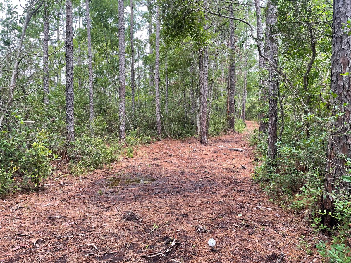Hole 5 tee.