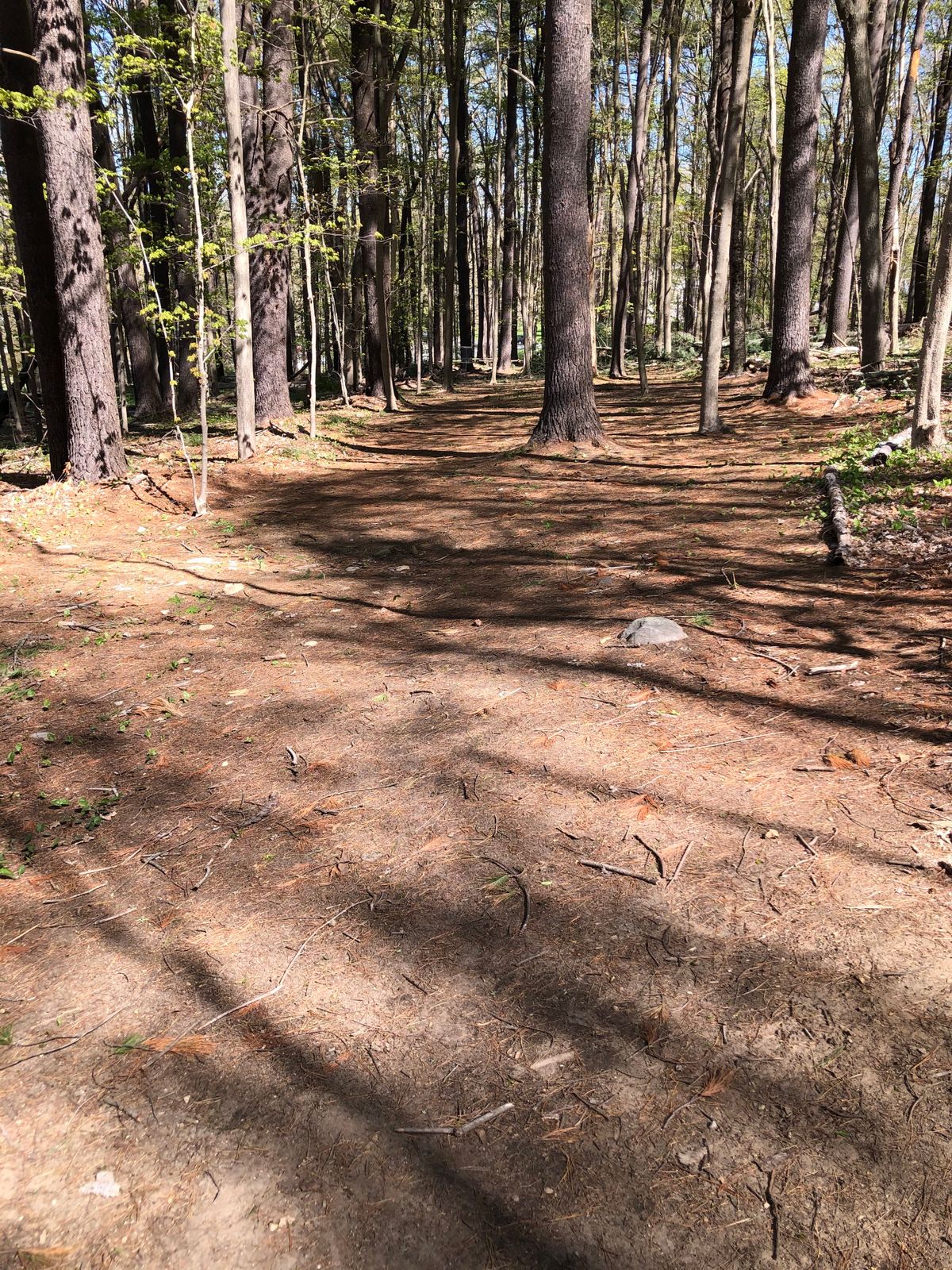 Hole 6: Basket to the left