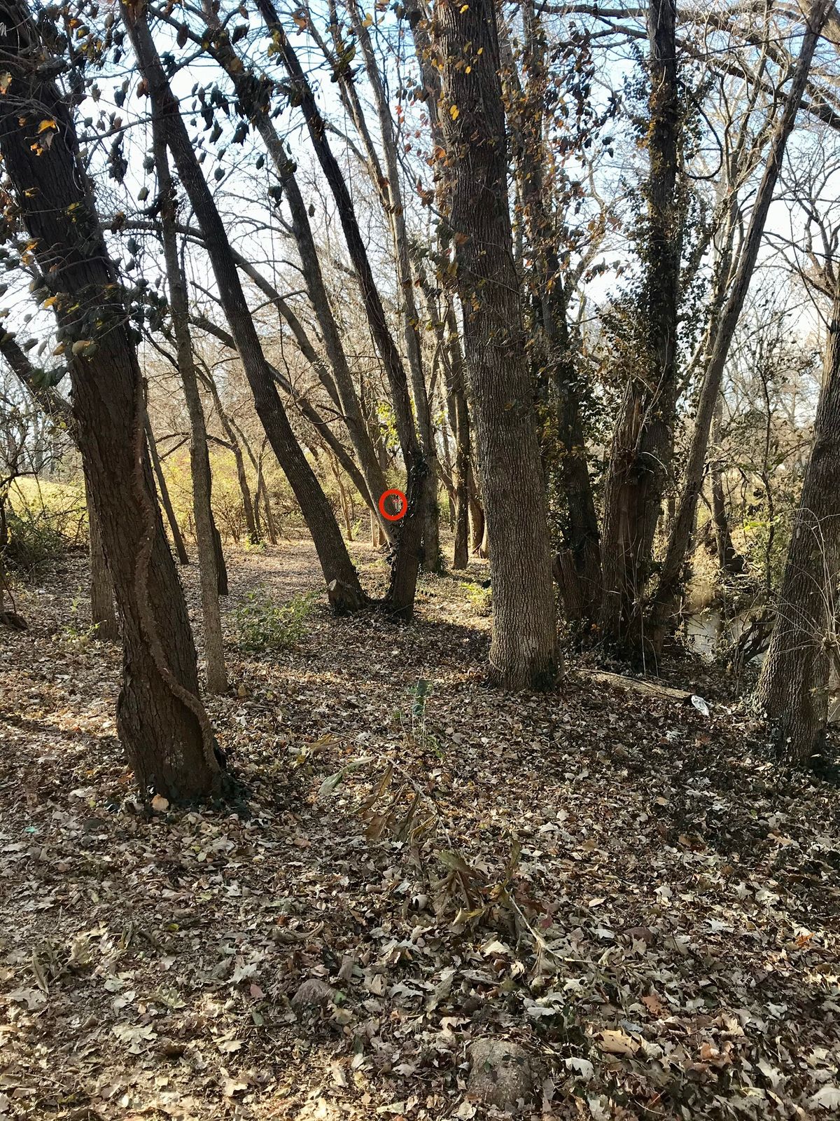 Hole 12 Tee