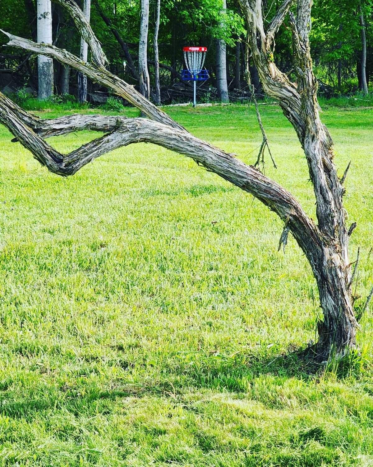 Hole 8 long basket