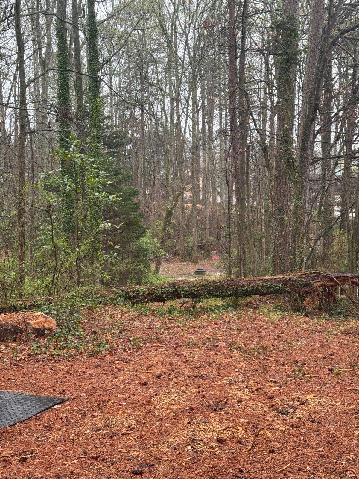 Tee show view on woodside back 9 for Hole 11, a downhill throw through a narrow canopy of trees, signature hole for sure!