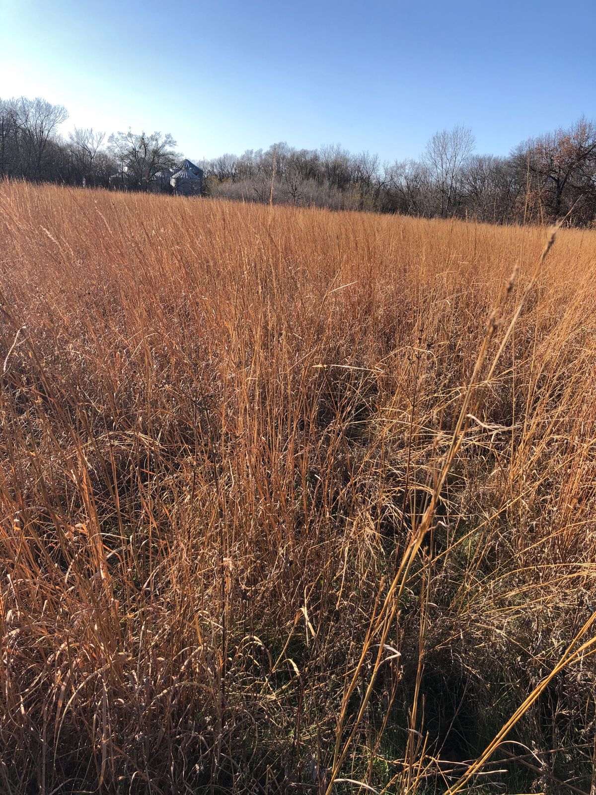 Native prairie