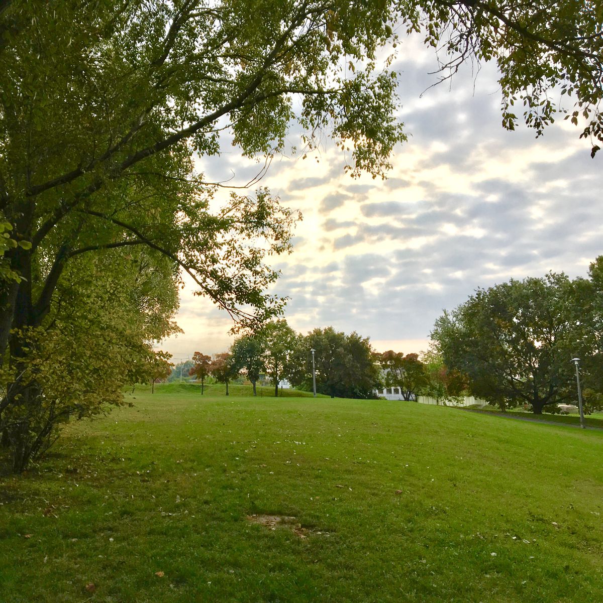Open grassy park.