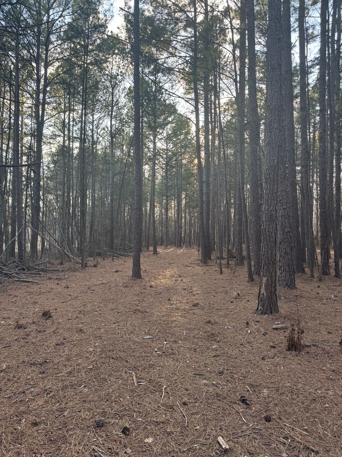 Hole 6 fairway looking back to the tee