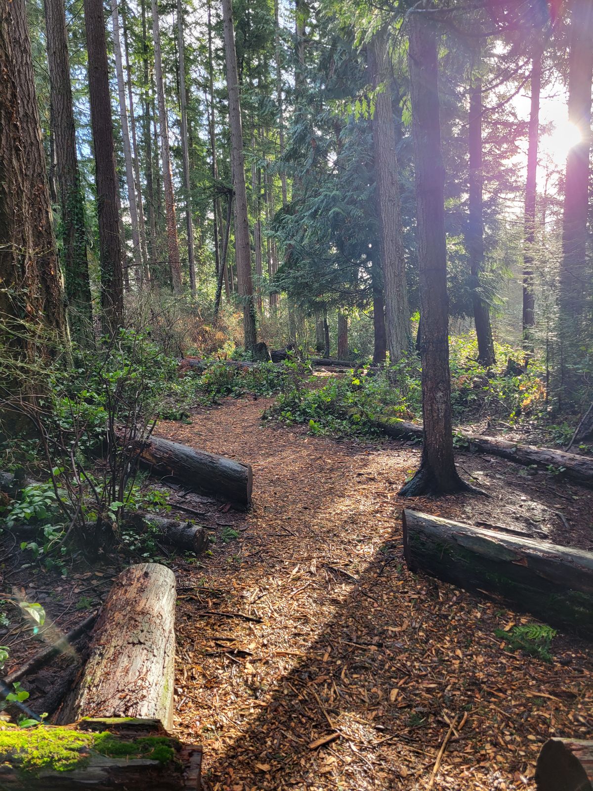 Trail between tee 4/13 to basket. Looking back at tee's