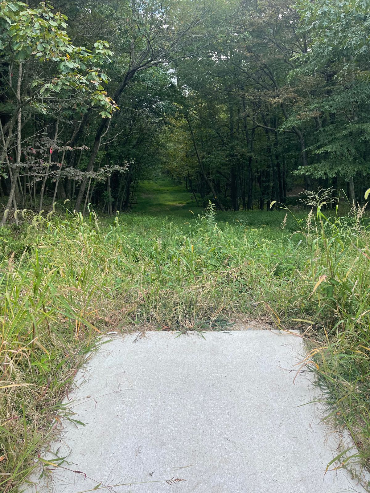 Hole 6 tee downhill. Pin is 100ft diagonal left of right side reeds (out of pic).