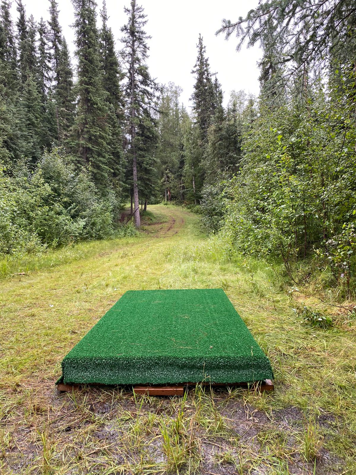 Hole 12 tee pad, basket tucked to the left past spruce tree overhanging in the trail