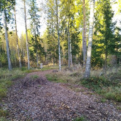 Väylän #1 kori