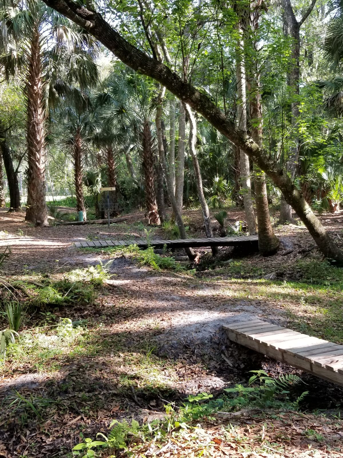 Hole 5 green