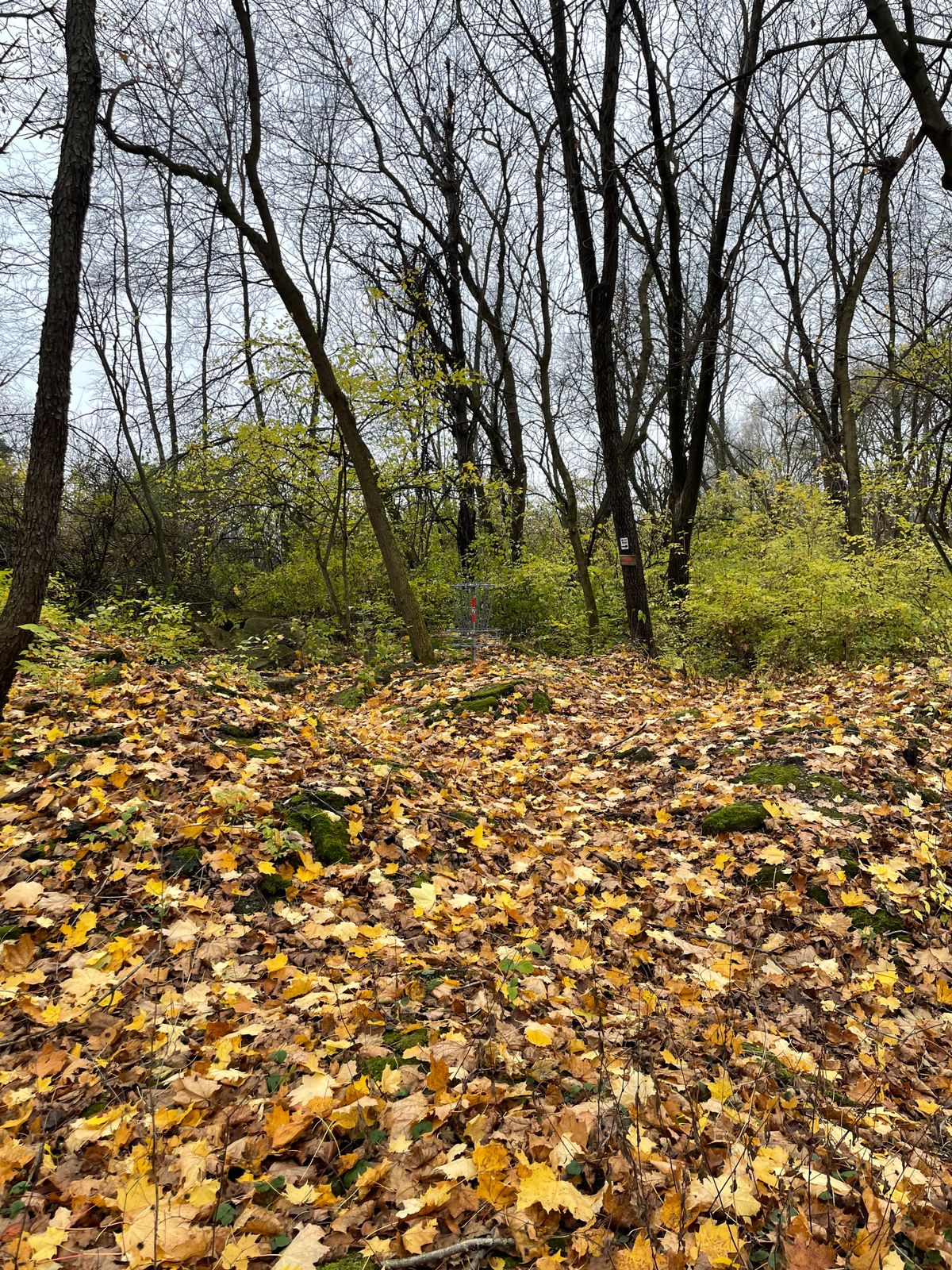 After hole 3, there were no longer clear tees to start. Lot of tight and long paths with thick bush.