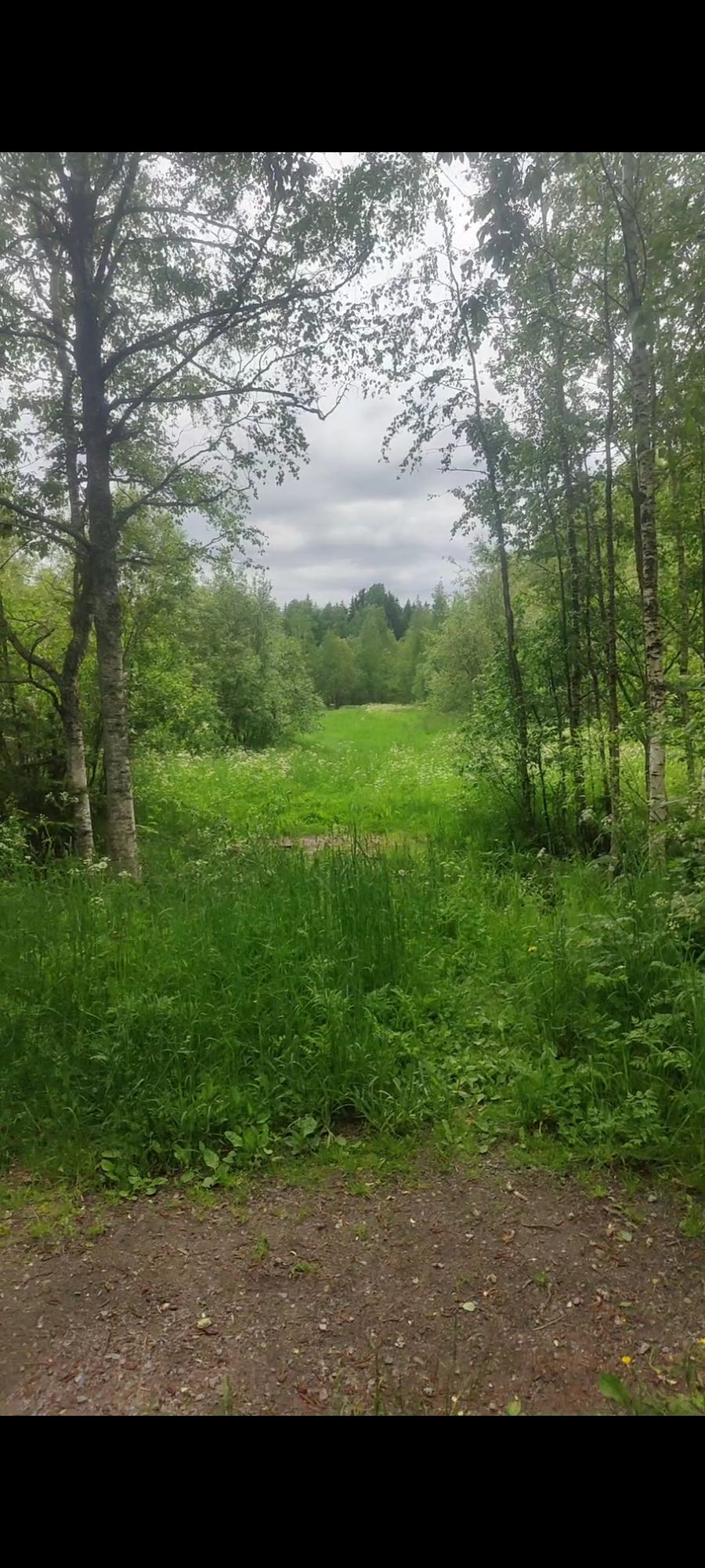 Nurmi on pitkää