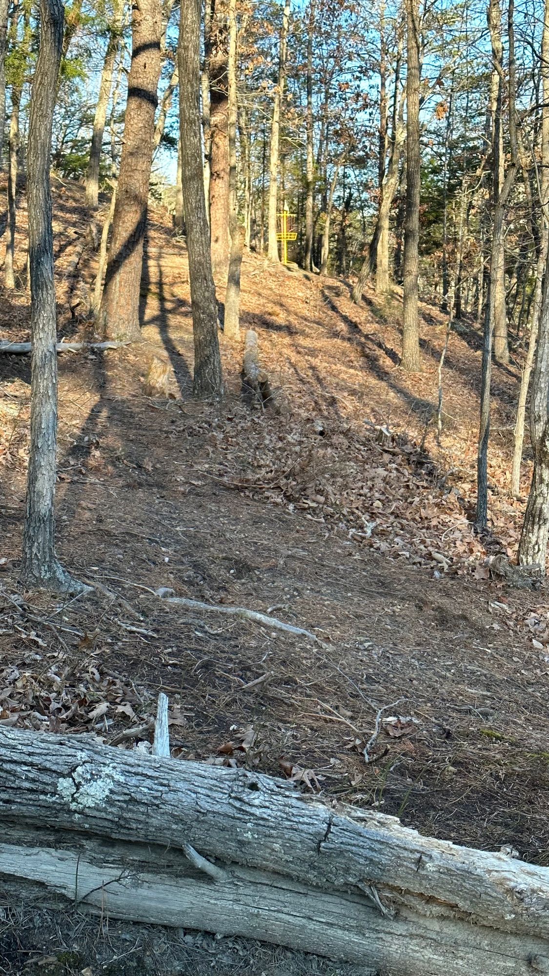 Regular front 9 / Errand Wolfe