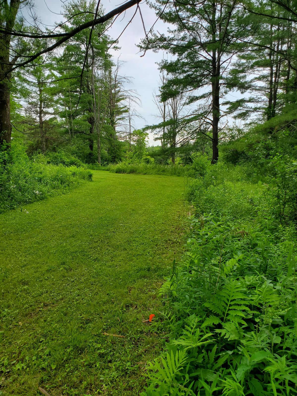 Hole 3 White tee.  Pre Installation 