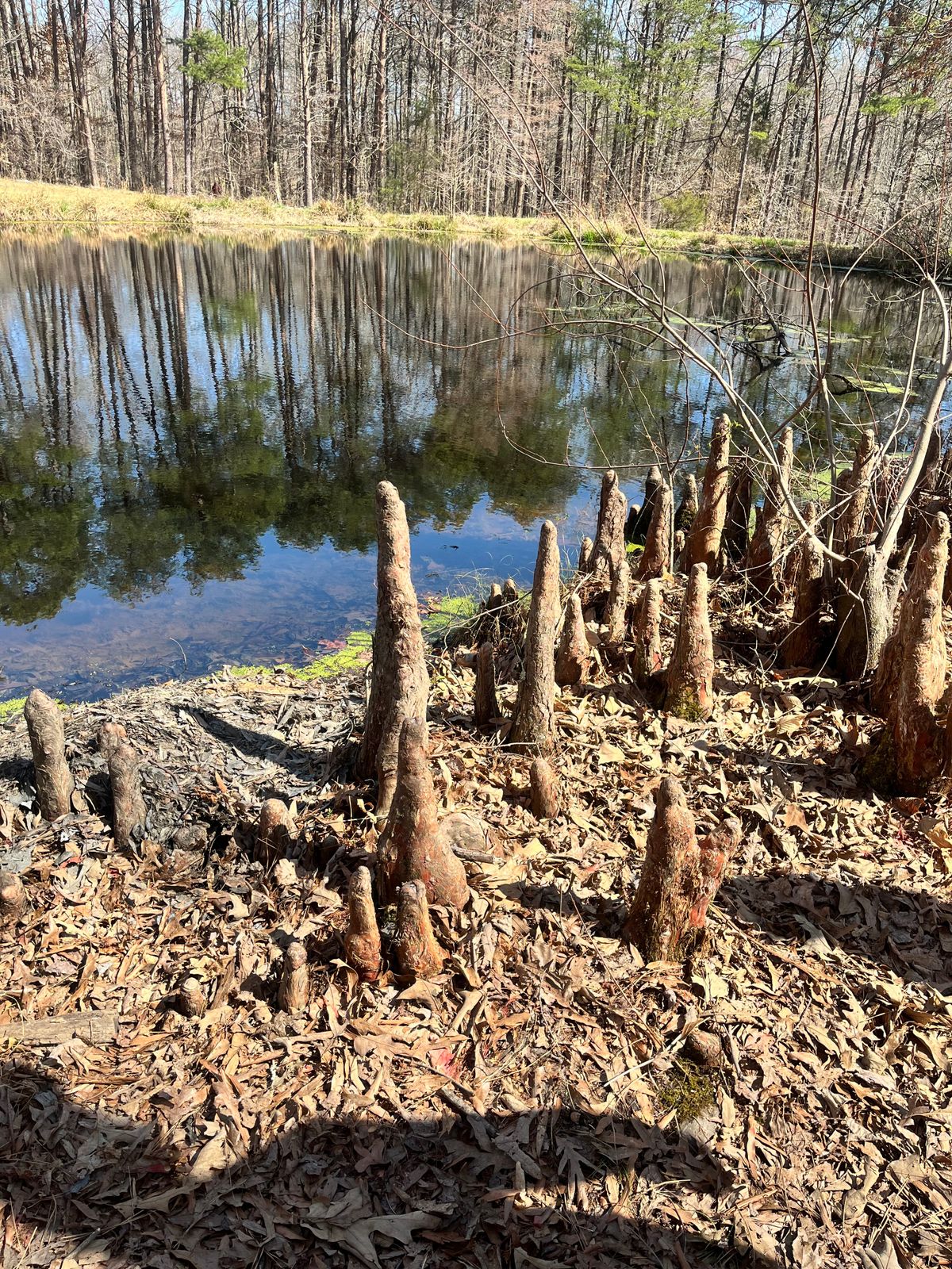 Bald cypress tree roots.
