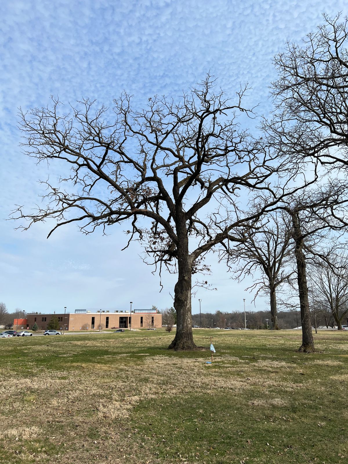 18 fairway oak.