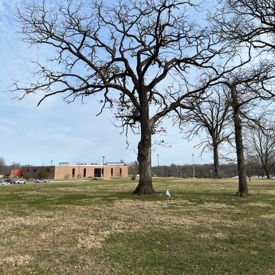 18 fairway oak.