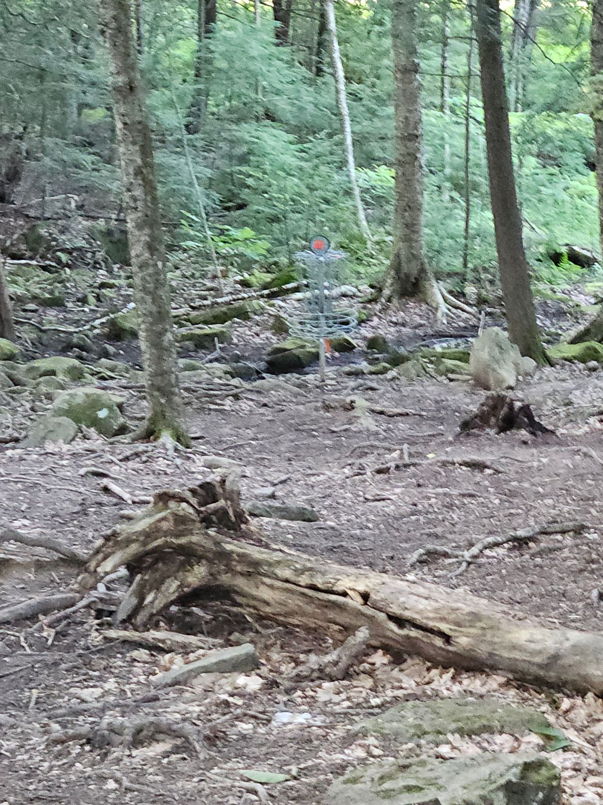 Fun basket in the trees.