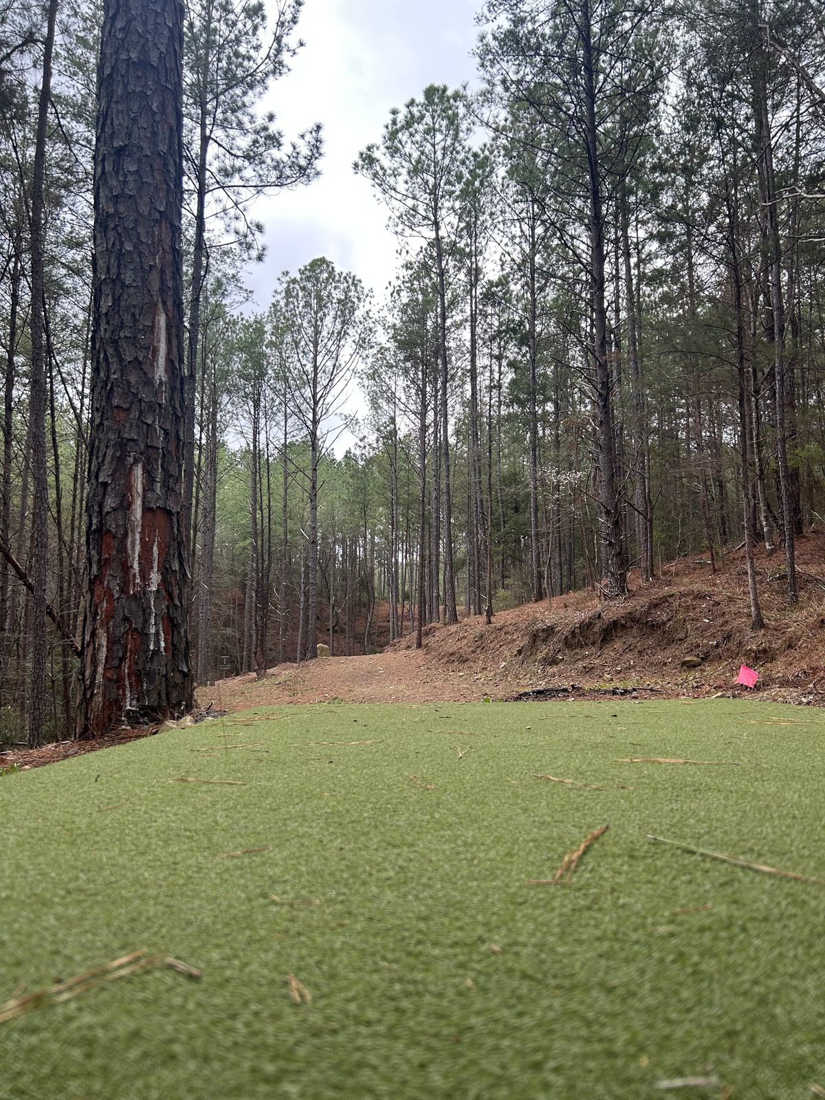 Hole 7 Tee