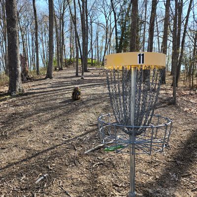 Hole 11 basket looking up towards tee